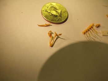 Media type: image;   Herpetology R-131521